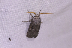 Cryptophasa irrorata