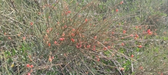 Ephedra fragilis