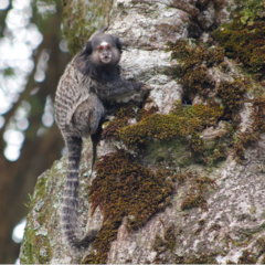 Callithrix penicillata