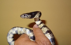 Lampropeltis splendida