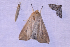 Mythimna convecta