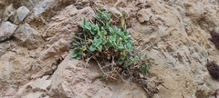 Lafuentea rotundifolia