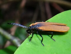 Lycidae