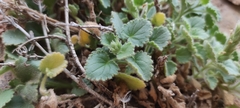 Lafuentea rotundifolia