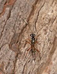 Cryptinae