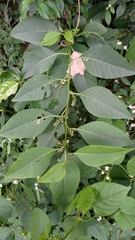 Deeringia polysperma