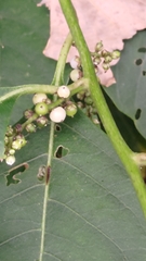 Deeringia polysperma