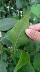 Deeringia polysperma