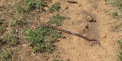 Lampropeltis pyromelana