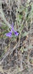 Delphinium gracile