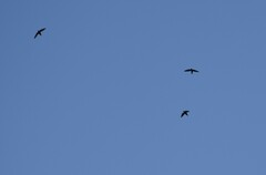 Streptoprocne zonaris