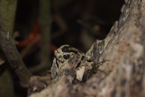 Andean Snail-eater, Dipsas andiana