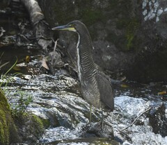 Tigrisoma fasciatum