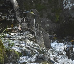 Tigrisoma fasciatum image