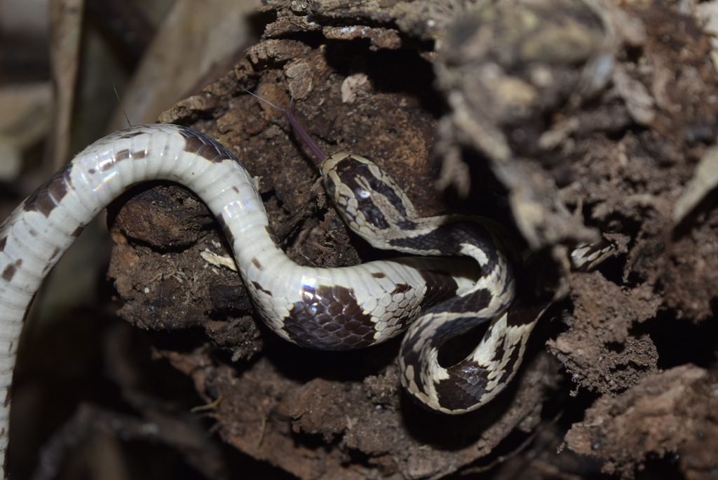 Andean Snail-eater