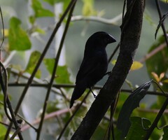 Cyanoloxia cyanoides