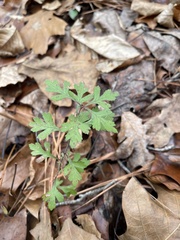 Crataegus marshallii