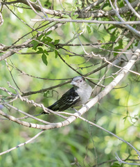 Pachyramphus polychopterus