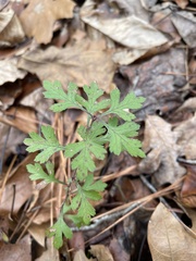 Crataegus marshallii
