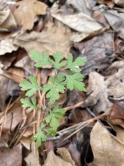 Crataegus marshallii