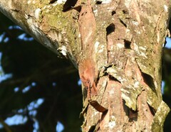 Lepidocolaptes souleyetii