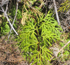 Lycopodium volubile