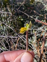 Dirca occidentalis