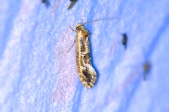 Moerarchis inconcisella