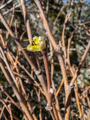 Dirca occidentalis