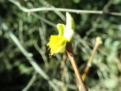 Dirca occidentalis