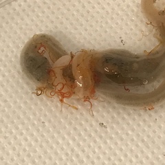 Leptosynapta tenuis