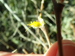 Dirca occidentalis
