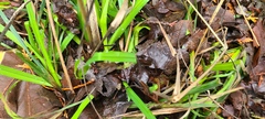 Melica subulata