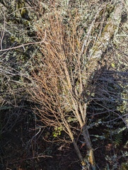 Dirca occidentalis