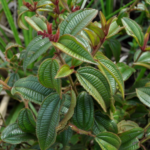 Miconia australis, photograph 3