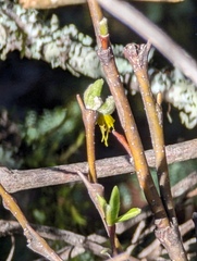 Dirca occidentalis