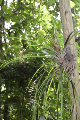 Lemeltonia narthecioides, photograph 1