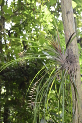 Lemeltonia narthecioides