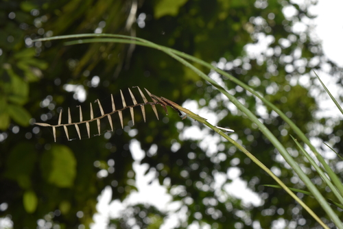 Lemeltonia narthecioides