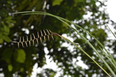 Lemeltonia narthecioides
