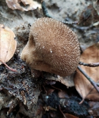 Lycoperdon nigrescens