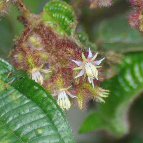 Miconia australis, photograph 4