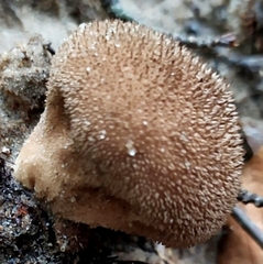 Lycoperdon nigrescens