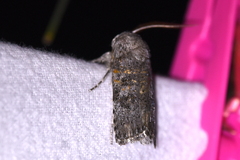 Cryptophasa irrorata