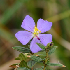 Tibouchina asperior