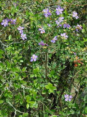 Tibouchina asperior