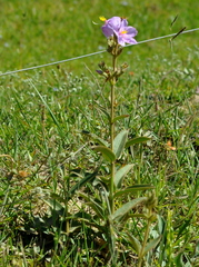 Chaetogastra gracilis