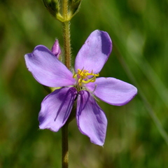 Chaetogastra gracilis
