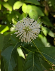 Cephalanthus