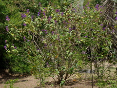 Pleroma heteromallum